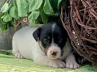 Jack Russell Terrier dogs for sale: Oreo - Ad 3