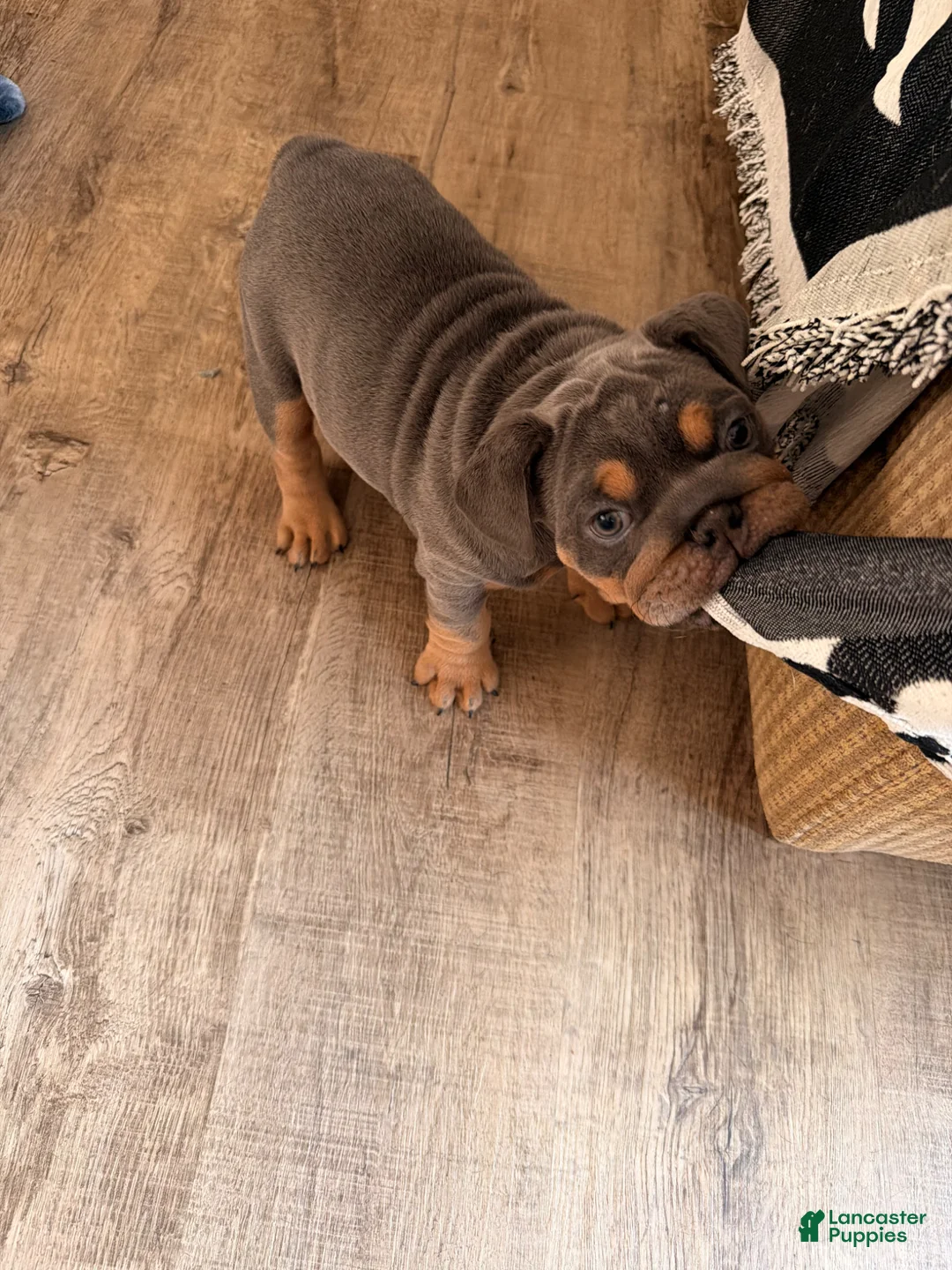 English Bulldog dogs for sale: English Bulldog Puppy 1 - Ad 5