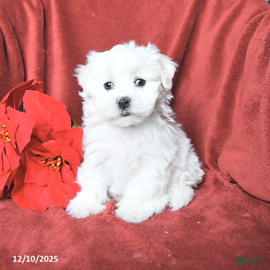Maltese dogs Jolly - Ad 13