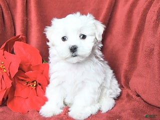 Maltese dogs Jolly - Ad 25