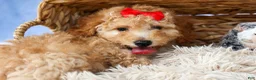 Miniature Poodle dogs for sale: WAYLON - Ad 9