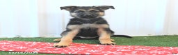 German Shepherd dogs for sale: Hope - Ad 2