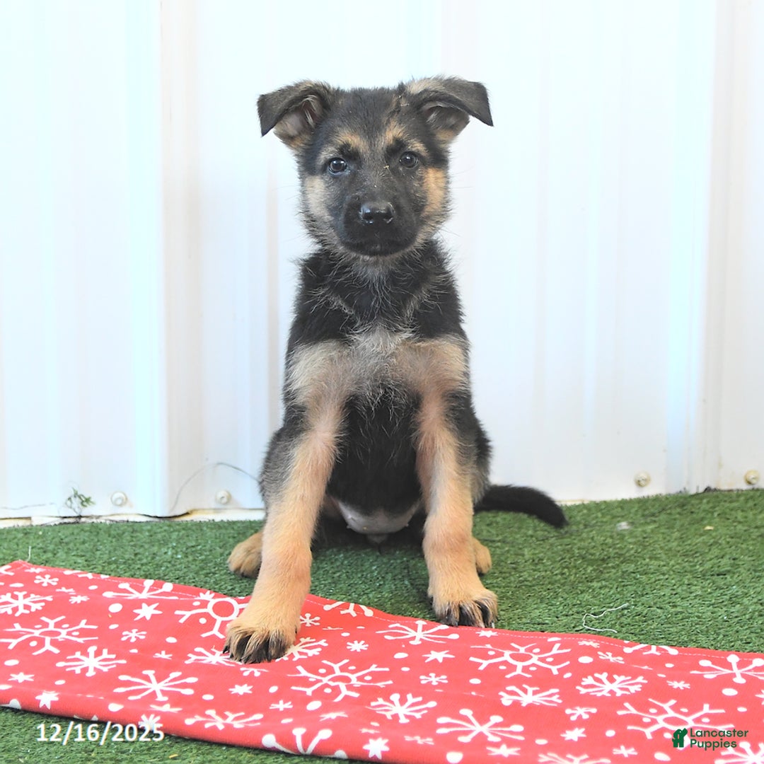 German Shepherd dogs for sale: Hope - Ad 2