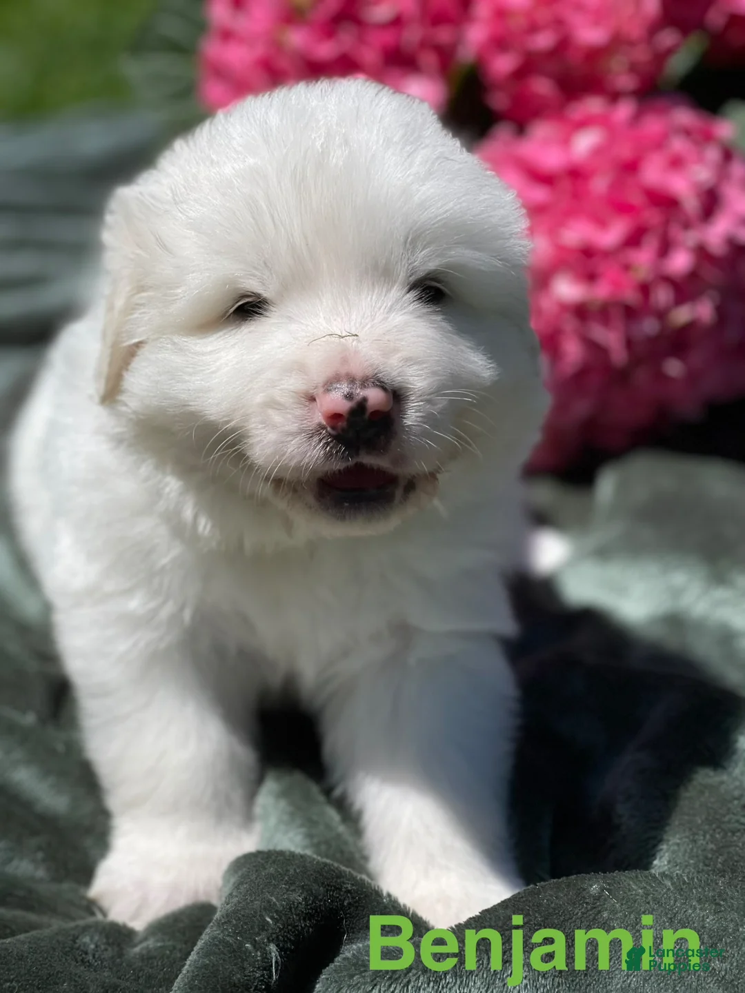 Great Pyrenees dogs for sale: Benjamin  - Ad 2
