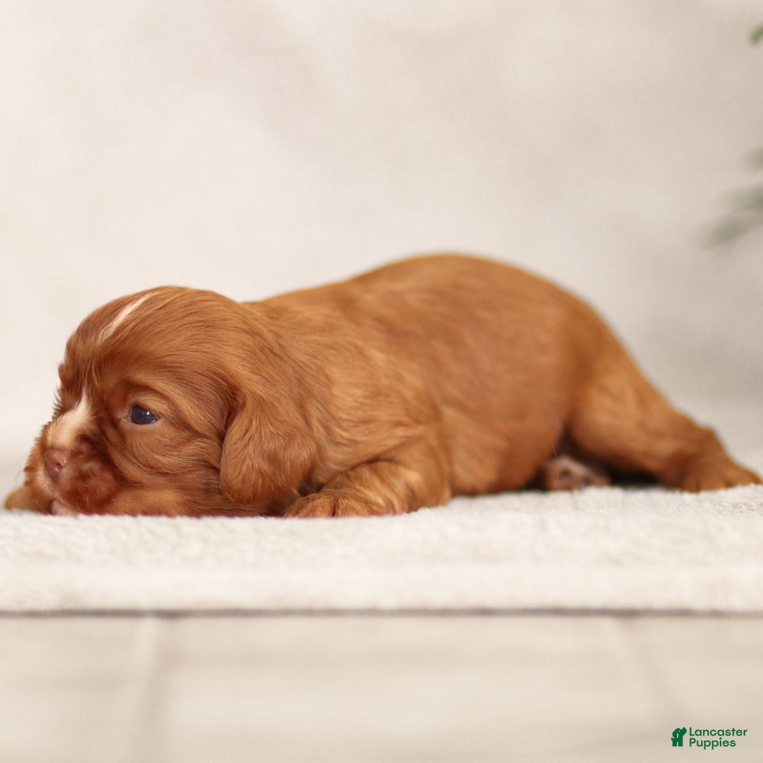 Cavalier King Charles Spaniel dogs for sale: Colsen - Ad 3
