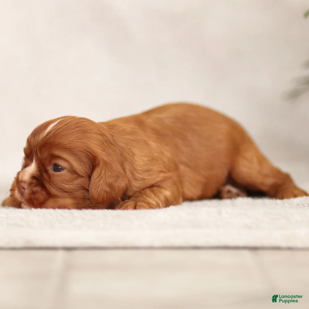 Cavalier King Charles Spaniel dogs for sale: Colsen - Ad 9