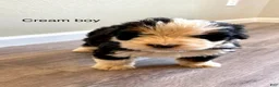 Bernedoodle dogs for sale: Cream - Male - Ad 3