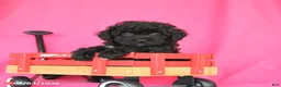 Miniature Poodle dogs for sale: Kenzie - Ad 4