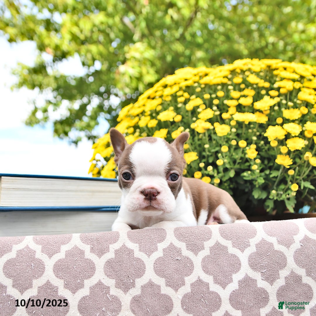 Boston Terrier dogs for sale: Trent - Ad 17