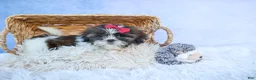 Shih Tzu dogs for sale: RACHEL - Ad 8