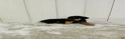 Rottweiler dogs for sale: Rottweiler 2 - Ad 11