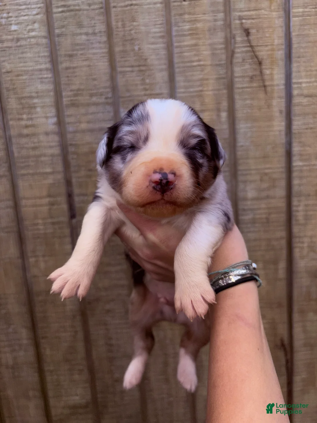 Australian Shepherd dogs for sale: Australian Shepherd Puppy 4 - Ad 1