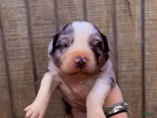 Australian Shepherd dogs Australian Shepherd Puppy 4 - Ad 22