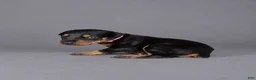 Doberman Pinscher dogs for sale: Myrcella - Ad 2
