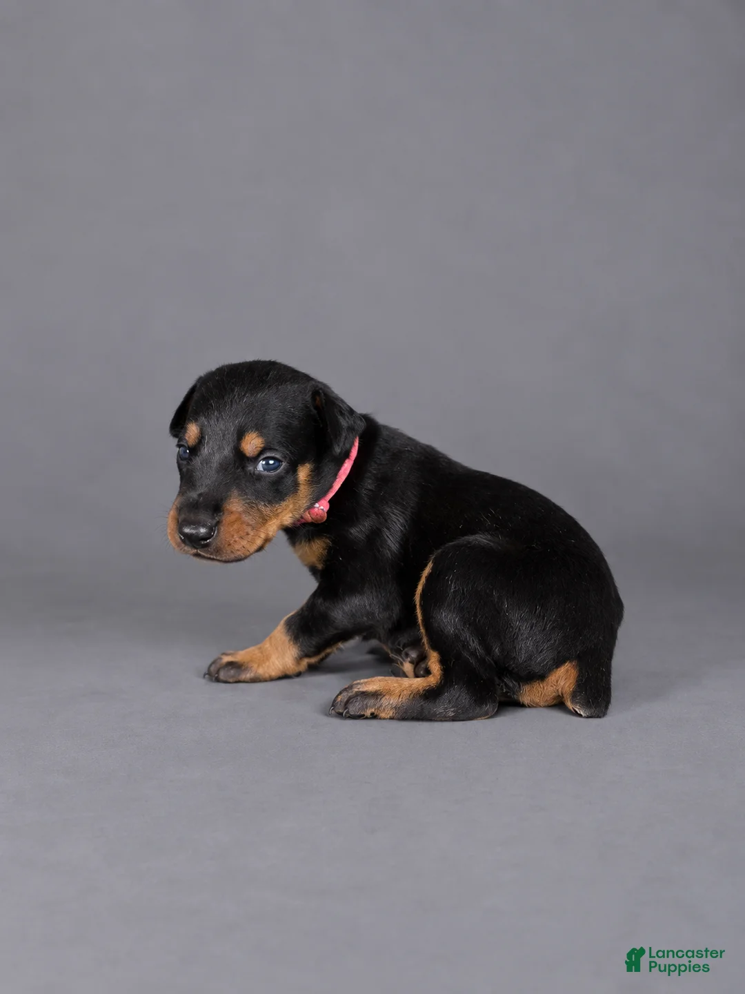 Doberman Pinscher dogs for sale: Myrcella - Ad 2