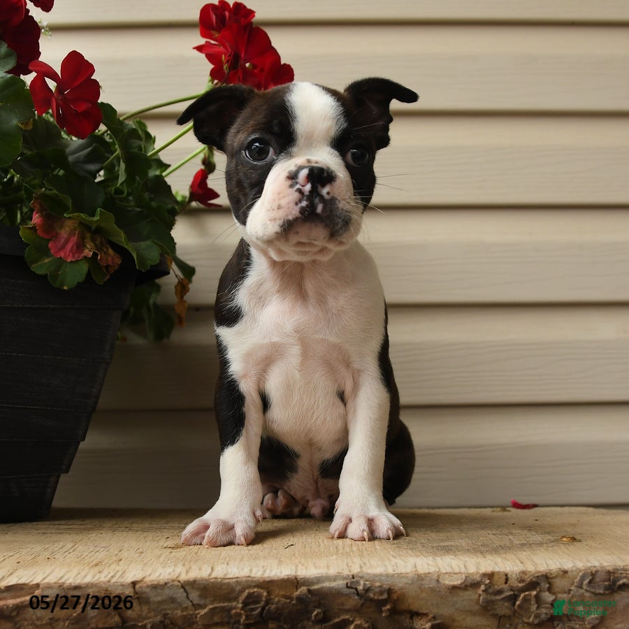 Boston Terrier dogs Marvin - Ad 1