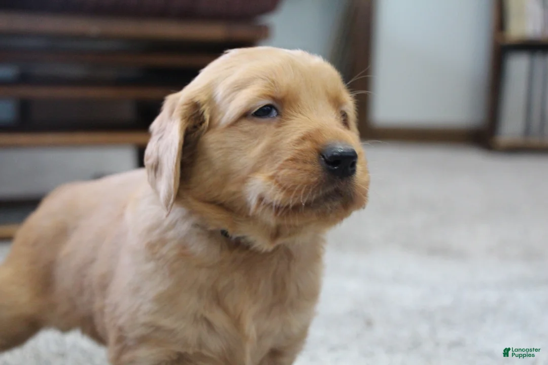 Golden Retriever dogs for sale: Raven - Ad 2