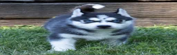 Siberian Husky dogs for sale: Tank - Ad 4