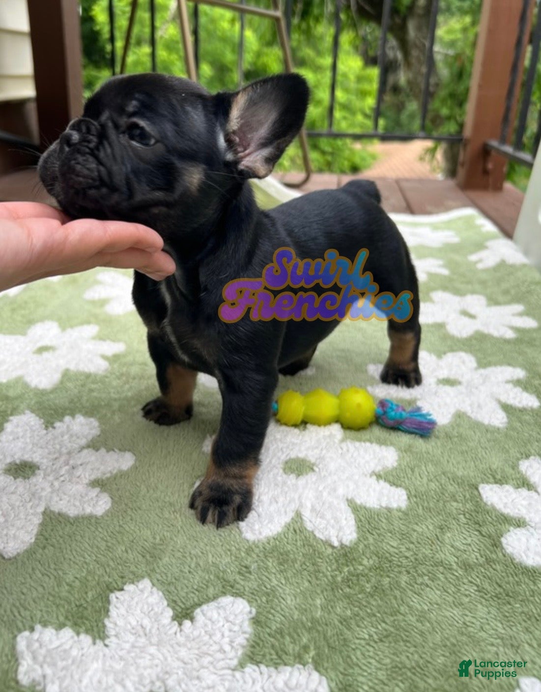 French Bulldog dogs Pepper - Ad 2