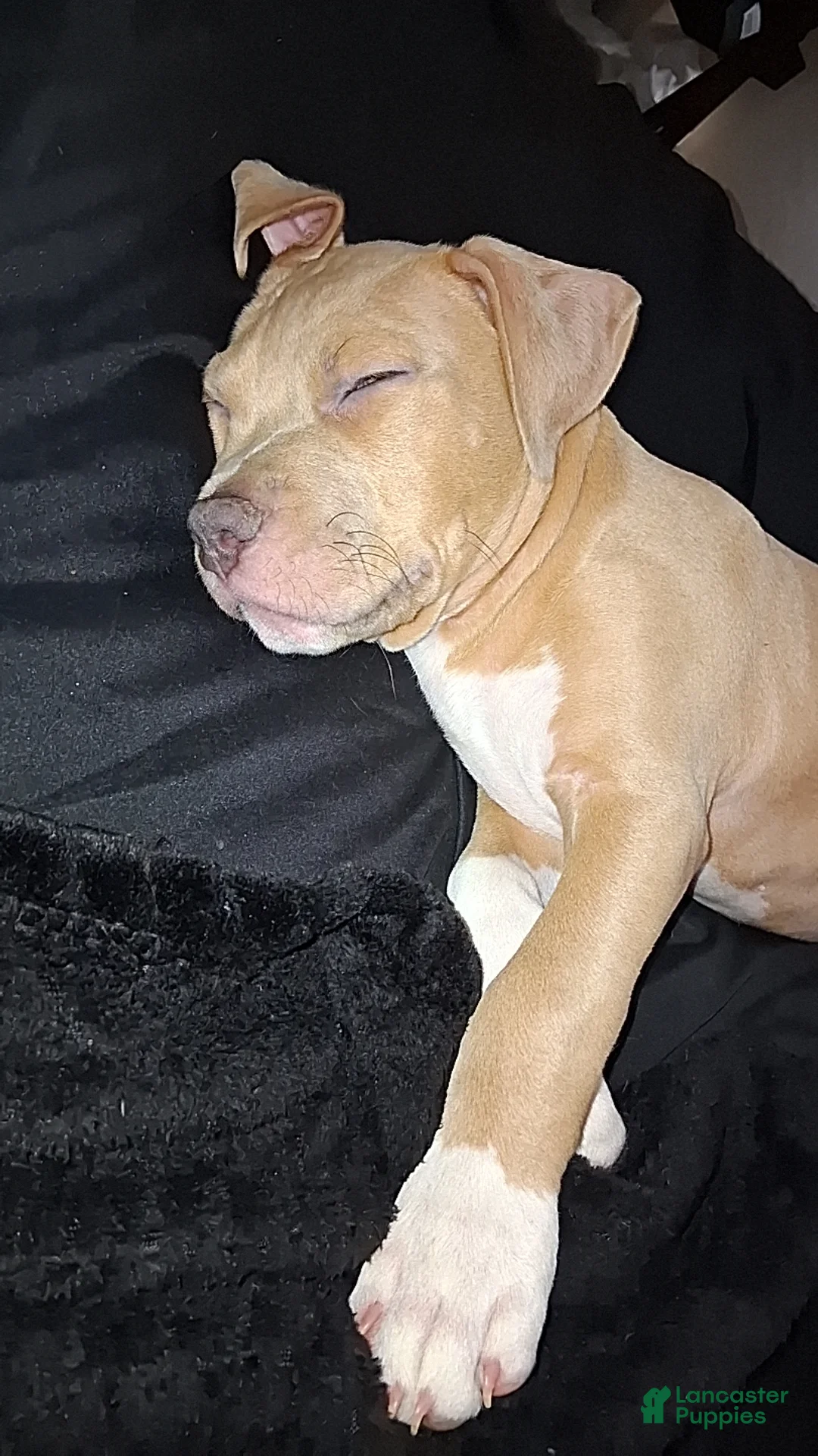 Mixed Breed dogs for sale: King - Ad 2