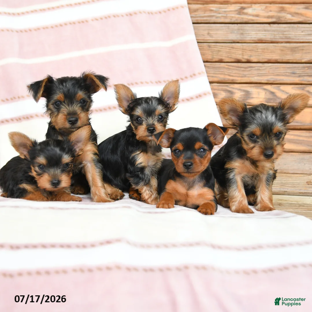 Yorkshire Terrier dogs for sale: Quanda - Ad 5