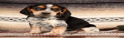 Beagle dogs for sale: Dixon - Ad 1