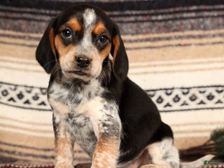 Beagle dogs Dixon - Ad 12