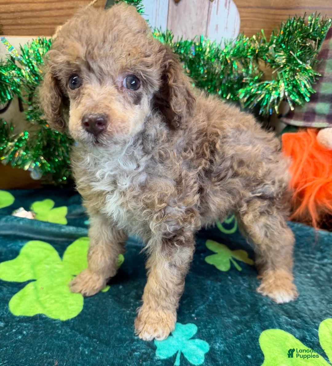 Miniature Poodle dogs for sale: Snickers - Ad 4