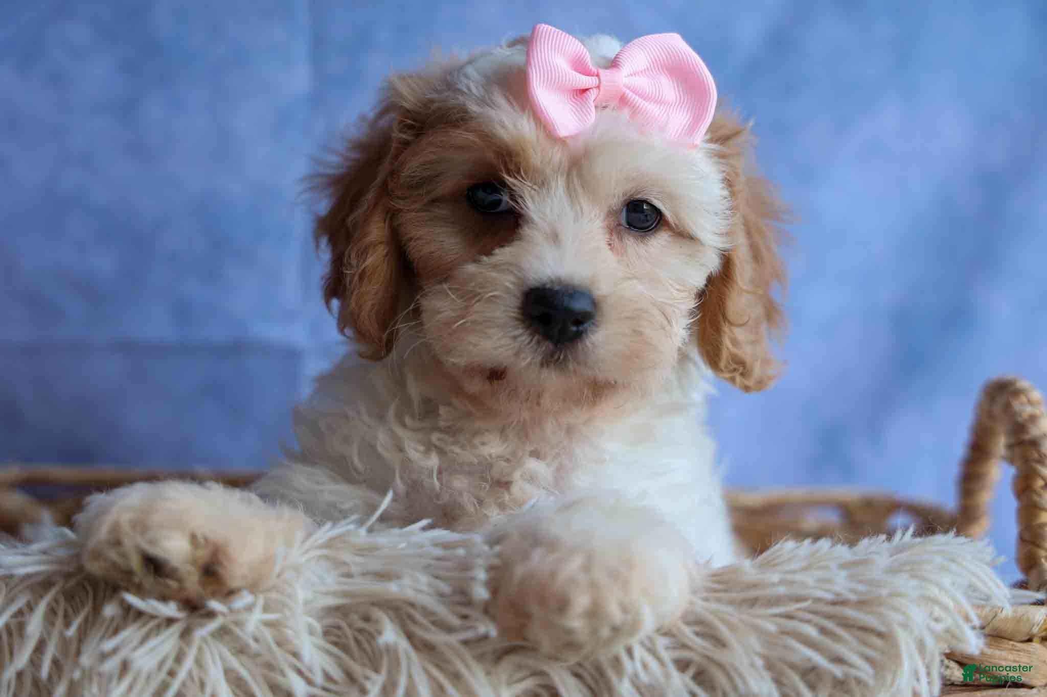 Cavachon dogs RACHEL - Ad 2