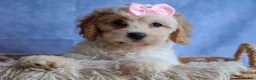 Cavachon dogs for sale: RACHEL - Ad 2