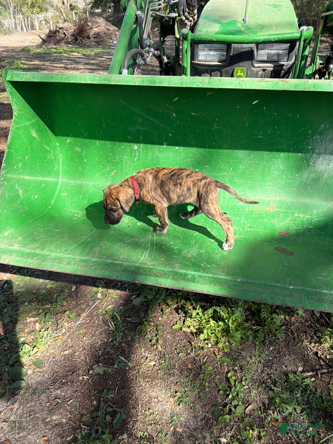 Great Dane dogs for sale: Merle - Ad 2