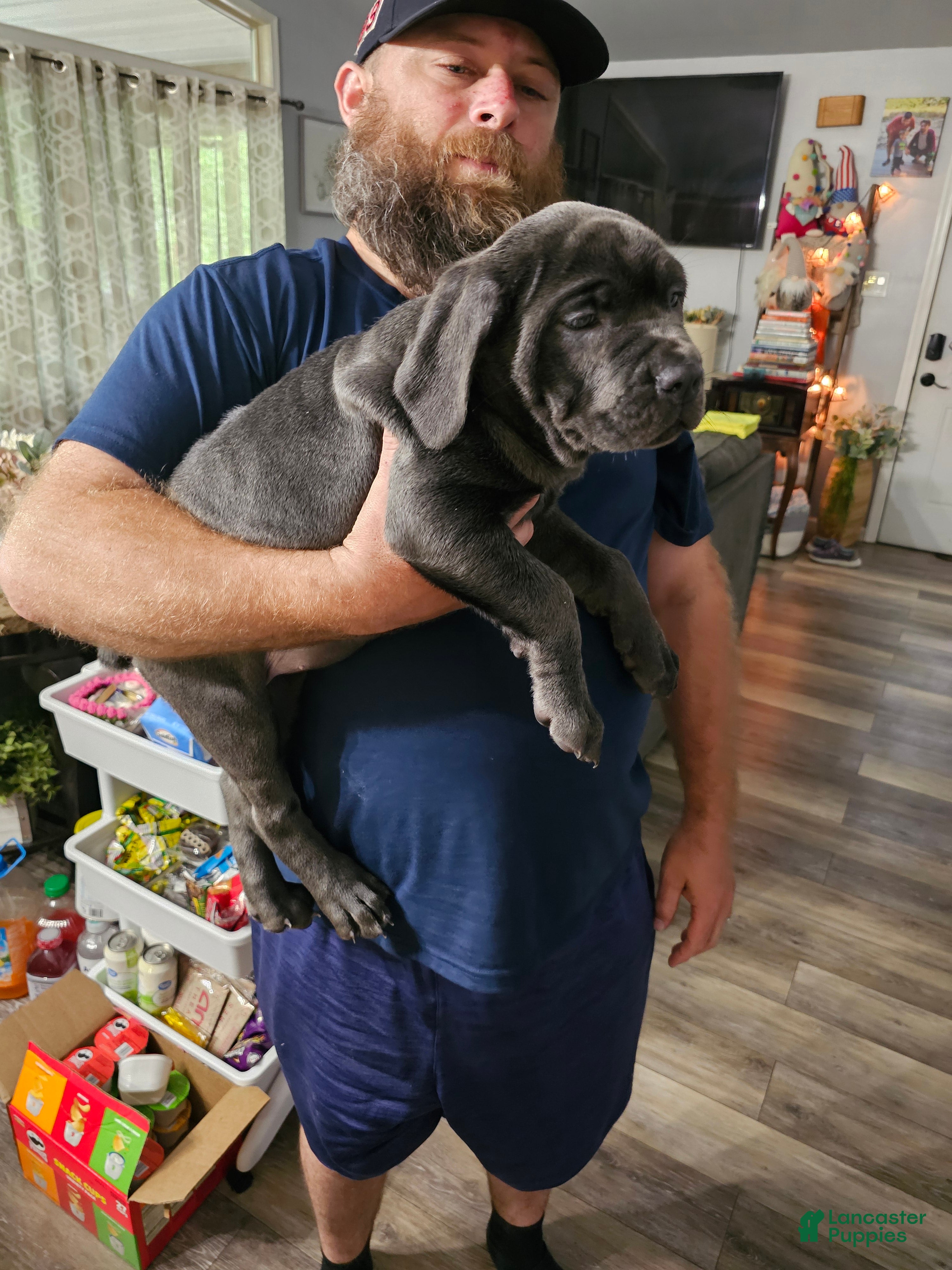 Cane Corso dogs Scarlett - Ad 1