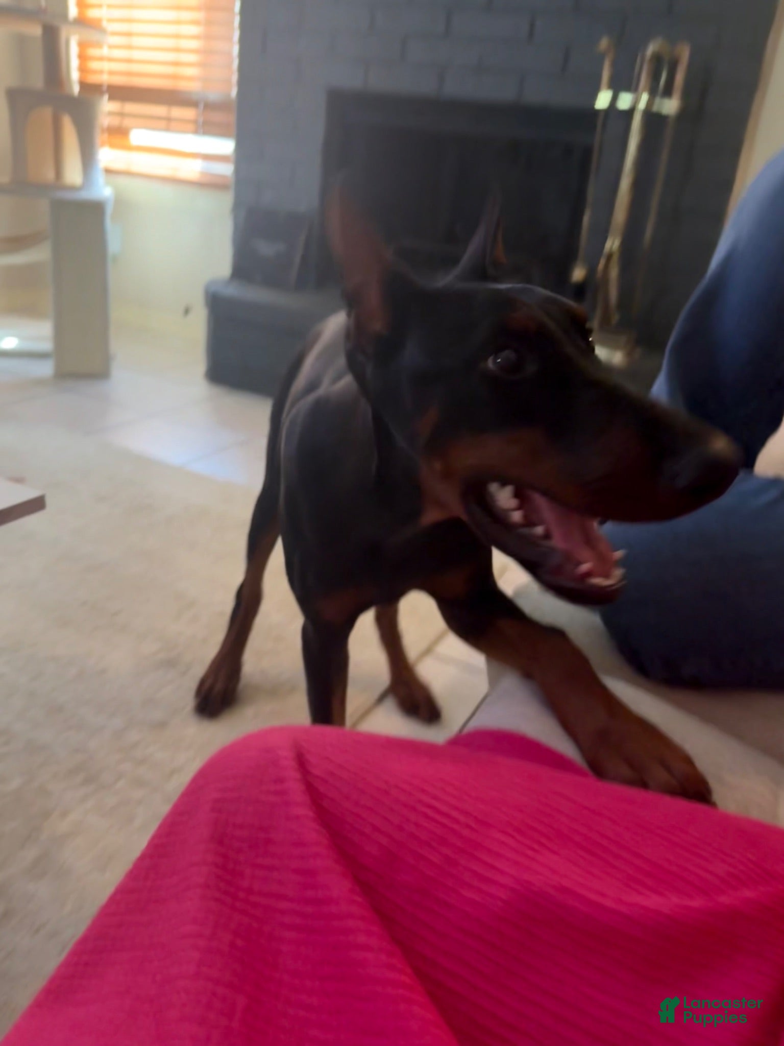 Doberman Pinscher dogs Doberman Pinscher 1 - Ad 12