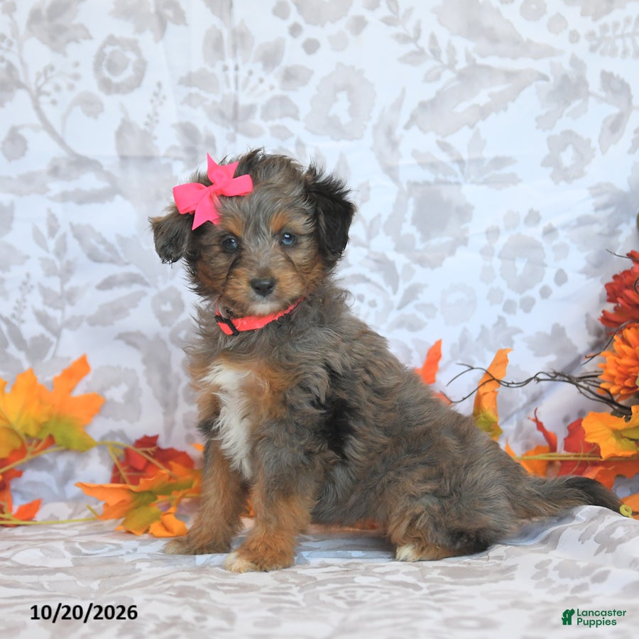Mini Aussiedoodle dogs for sale: Beauty - Ad 2