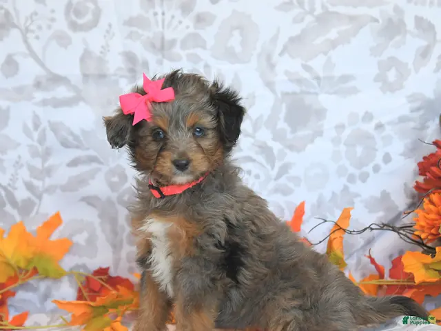 Mini Aussiedoodle dogs for sale: Beauty - Ad 2