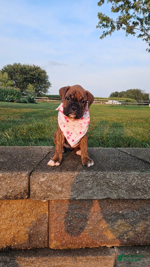 Boxer dogs for sale: Avery - Ad 1