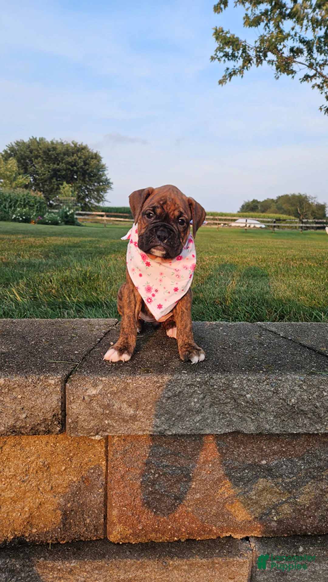 Boxer dogs for sale: Avery - Ad 1