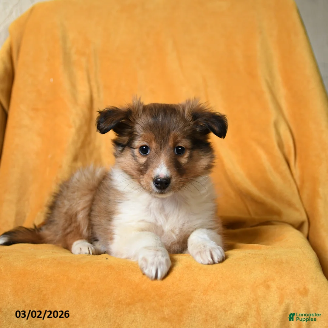 Shetland Sheepdog dogs for sale: Frisbee - Ad 3