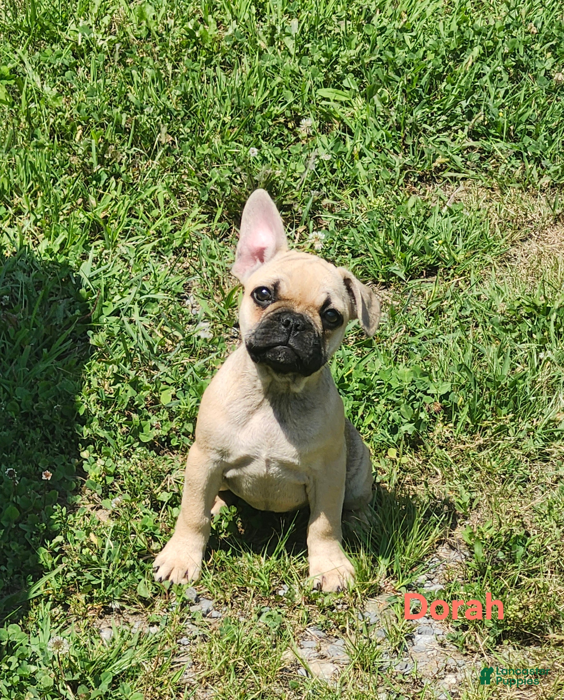 French Bulldog dogs Dorah - Ad 1