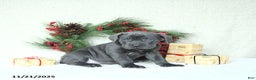 Cane Corso dogs for sale: Roscoe - Ad 9