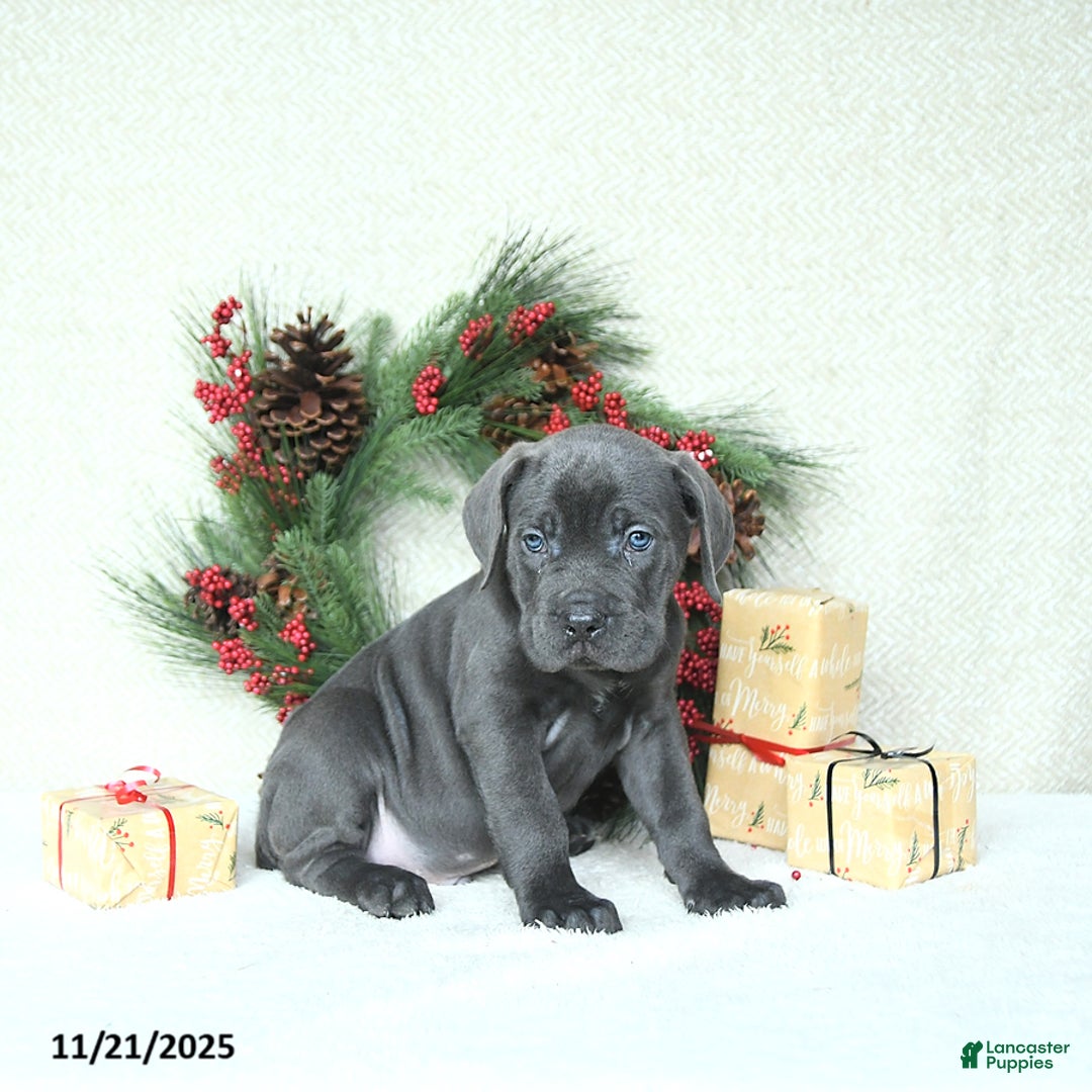 Cane Corso dogs for sale: Roscoe - Ad 9