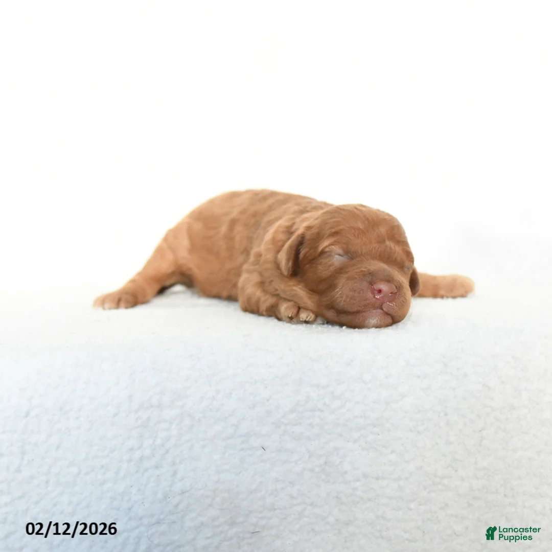 Cavapoo dogs for sale: Bailey - Ad 2