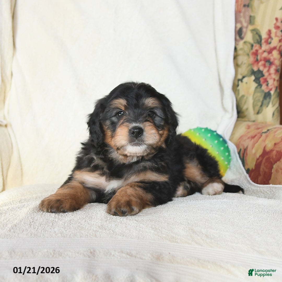 Mini Bernedoodle dogs for sale: Roscoe - Ad 4