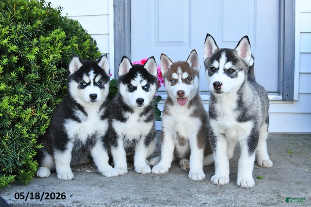 Pomsky dogs for sale: Remi  - Ad 5