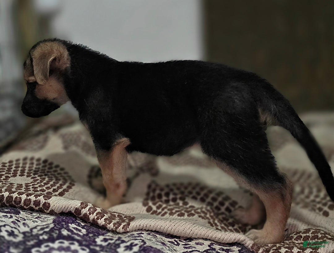 German Shepherd dogs for sale: Bella (5) - Ad 3