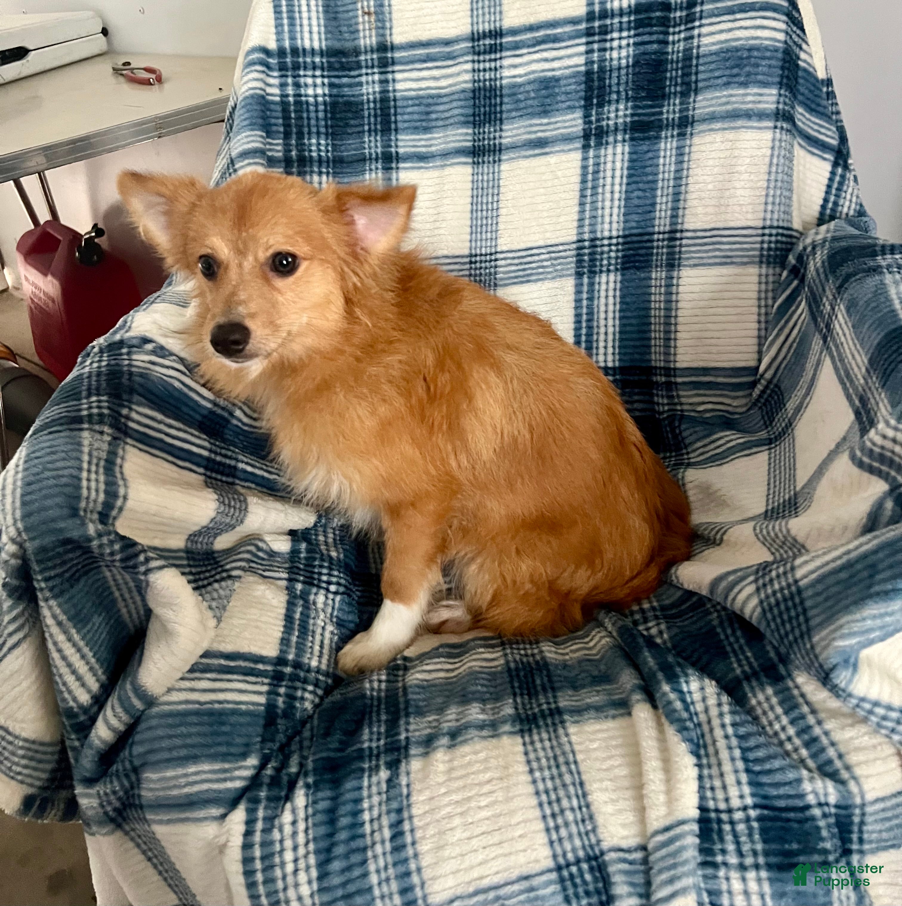 Mixed Breed dogs Kenny-Aussie-Pom - Ad 2