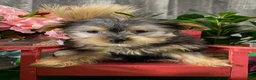 Yorkshire Terrier dogs for sale: Yogi  - Ad 5