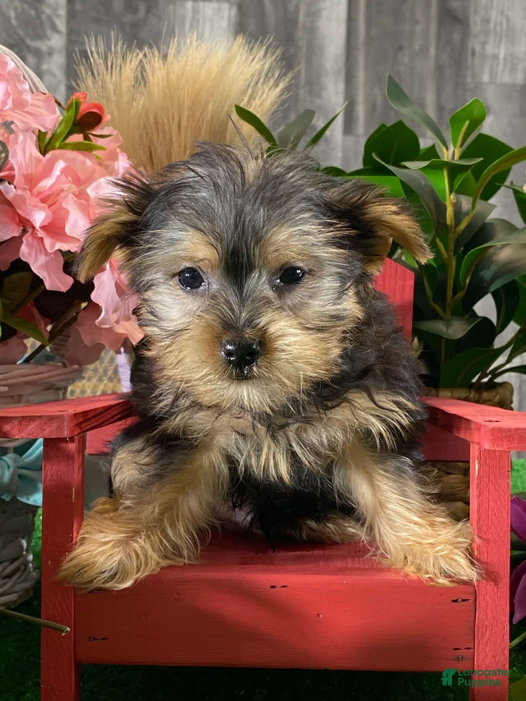 Yorkshire Terrier dogs for sale: Yogi  - Ad 5
