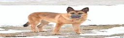 Golden Shepherd dogs for sale: Roxy - Ad 12