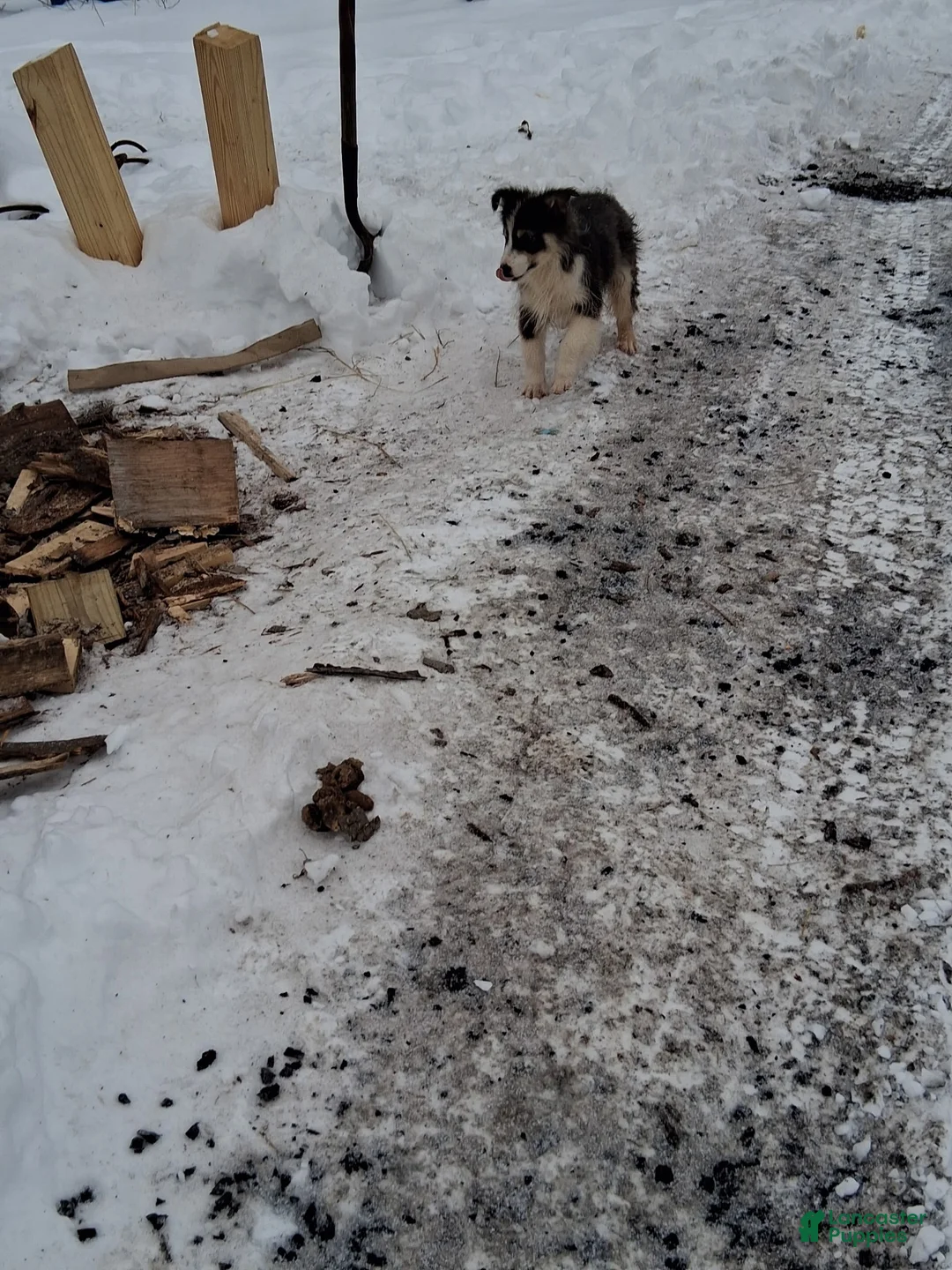 Australian Shepherd dogs for sale: Duke  - Ad 1